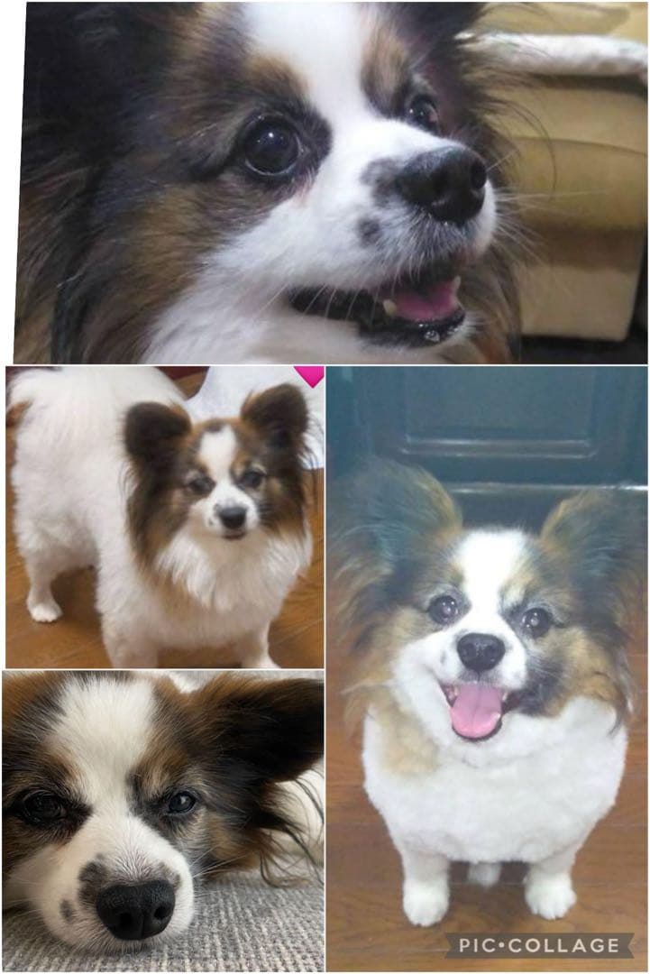 羊毛フェルト　オーダー　パピヨン