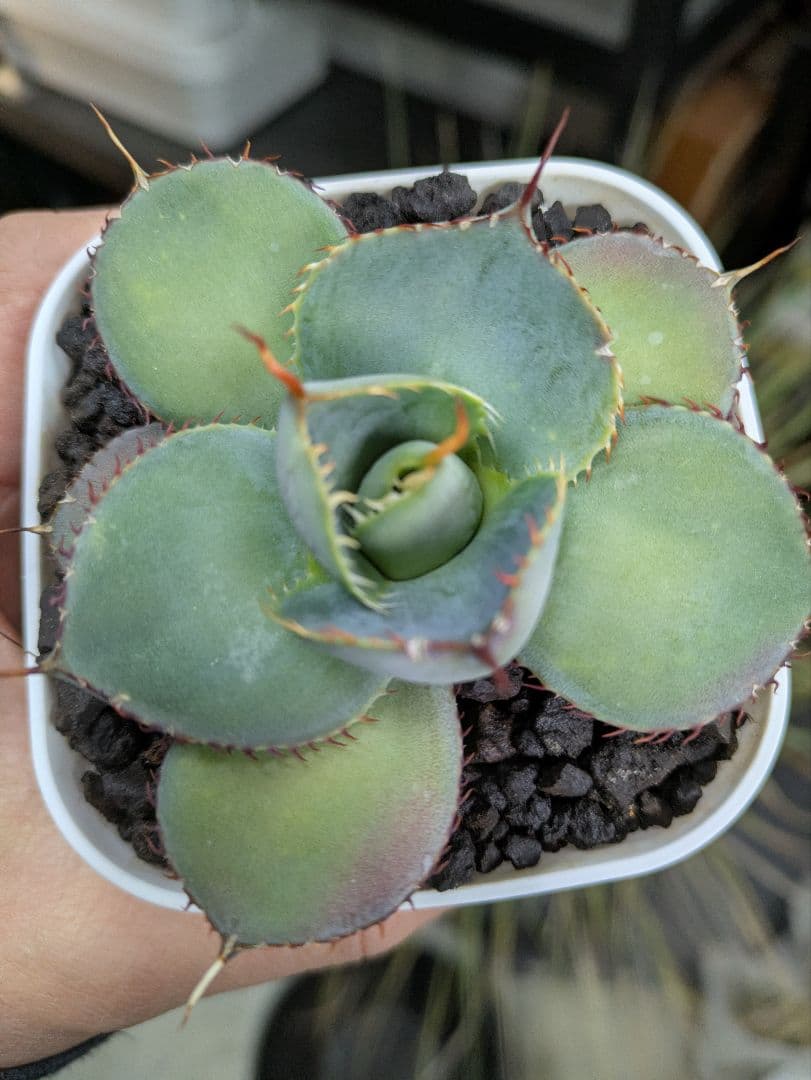 アガベ　グアダラハラナ　丸葉　コンパクト　ドワーフ　希少