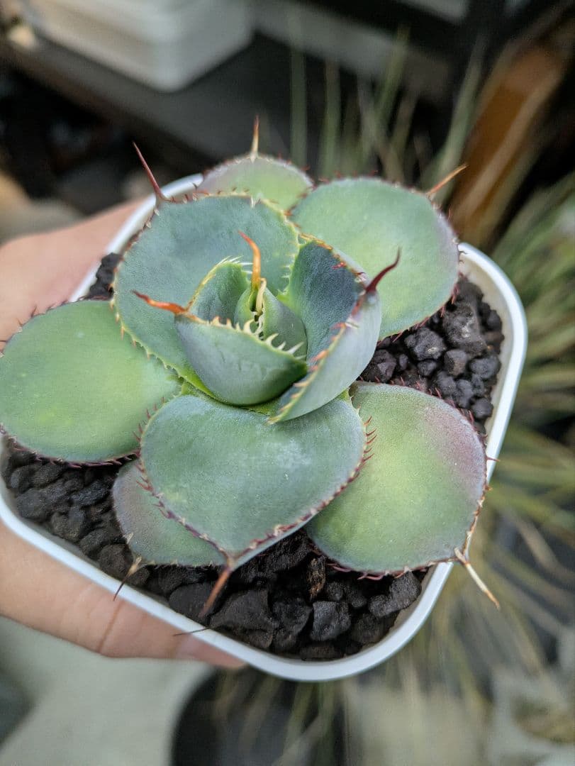 アガベ　グアダラハラナ　丸葉　コンパクト　ドワーフ　希少