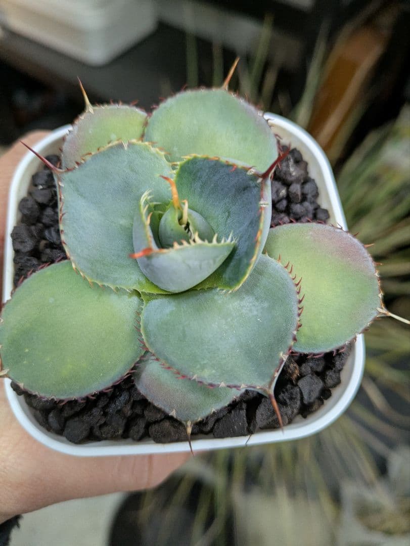 アガベ　グアダラハラナ　丸葉　コンパクト　ドワーフ　希少