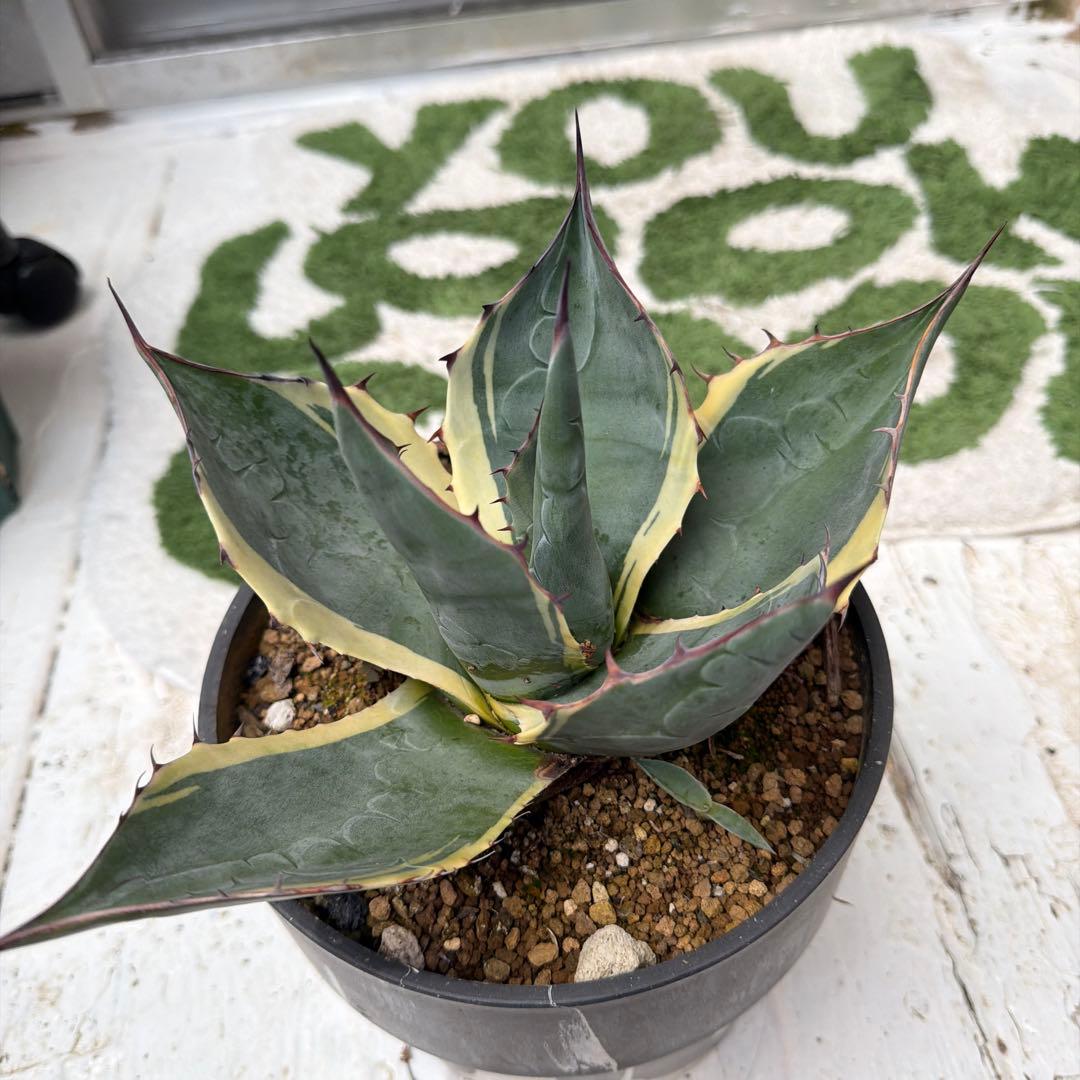 特選アガベ　オバティサナ　シースター