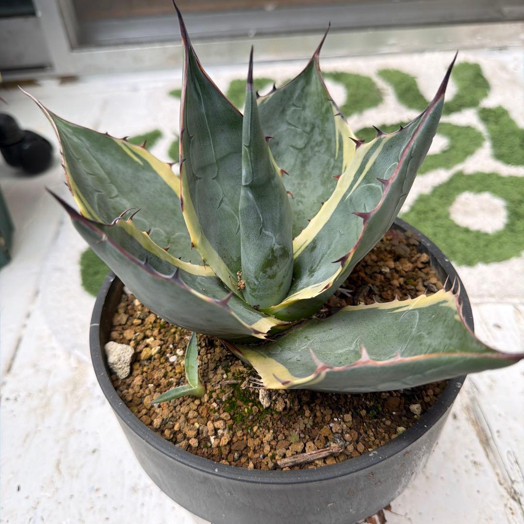 特選アガベ　オバティサナ　シースター