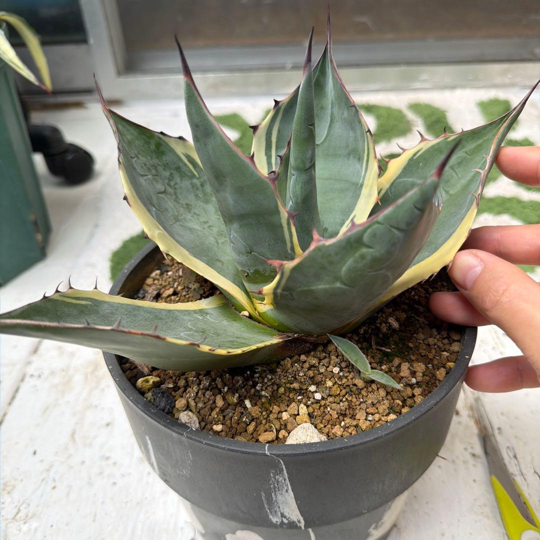 特選アガベ　オバティサナ　シースター