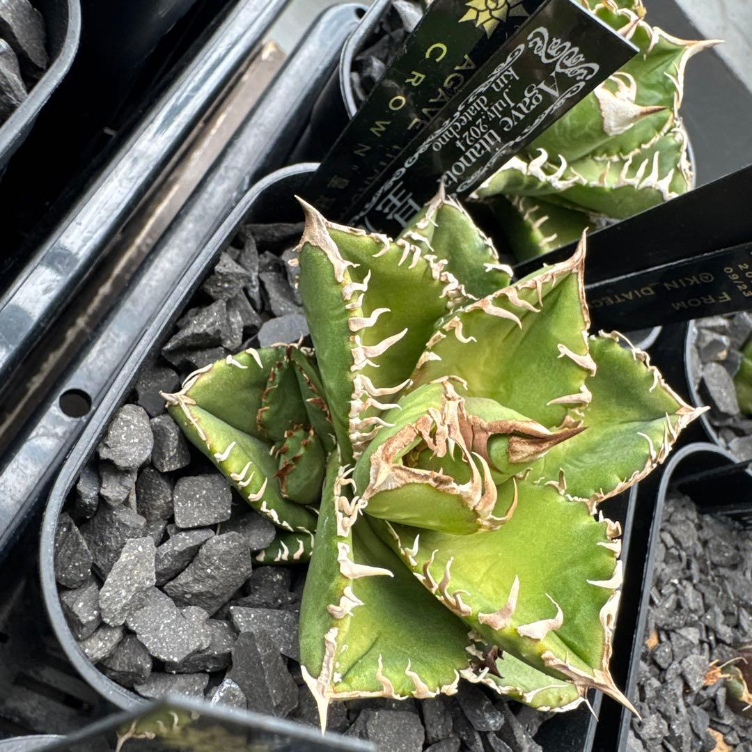 有名趣味家血統】アガベ⭐︎チタノタ⭐︎皇冠⭐︎子株⭐︎台湾lize