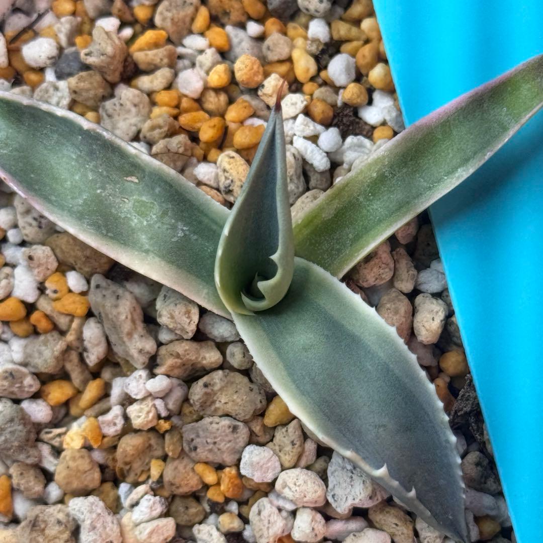 アガベ モビー ovatifolia Moby TC オバティフォリア 発根済み