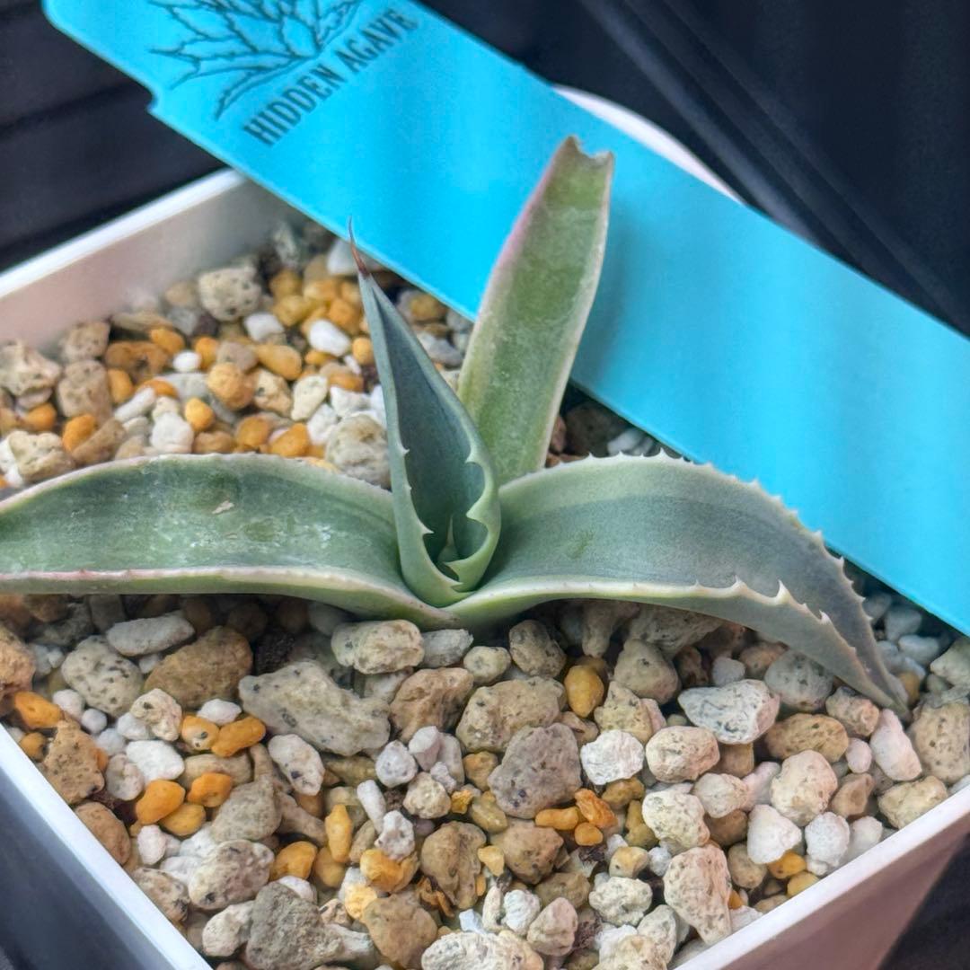 アガベ モビー ovatifolia Moby TC オバティフォリア 発根済み