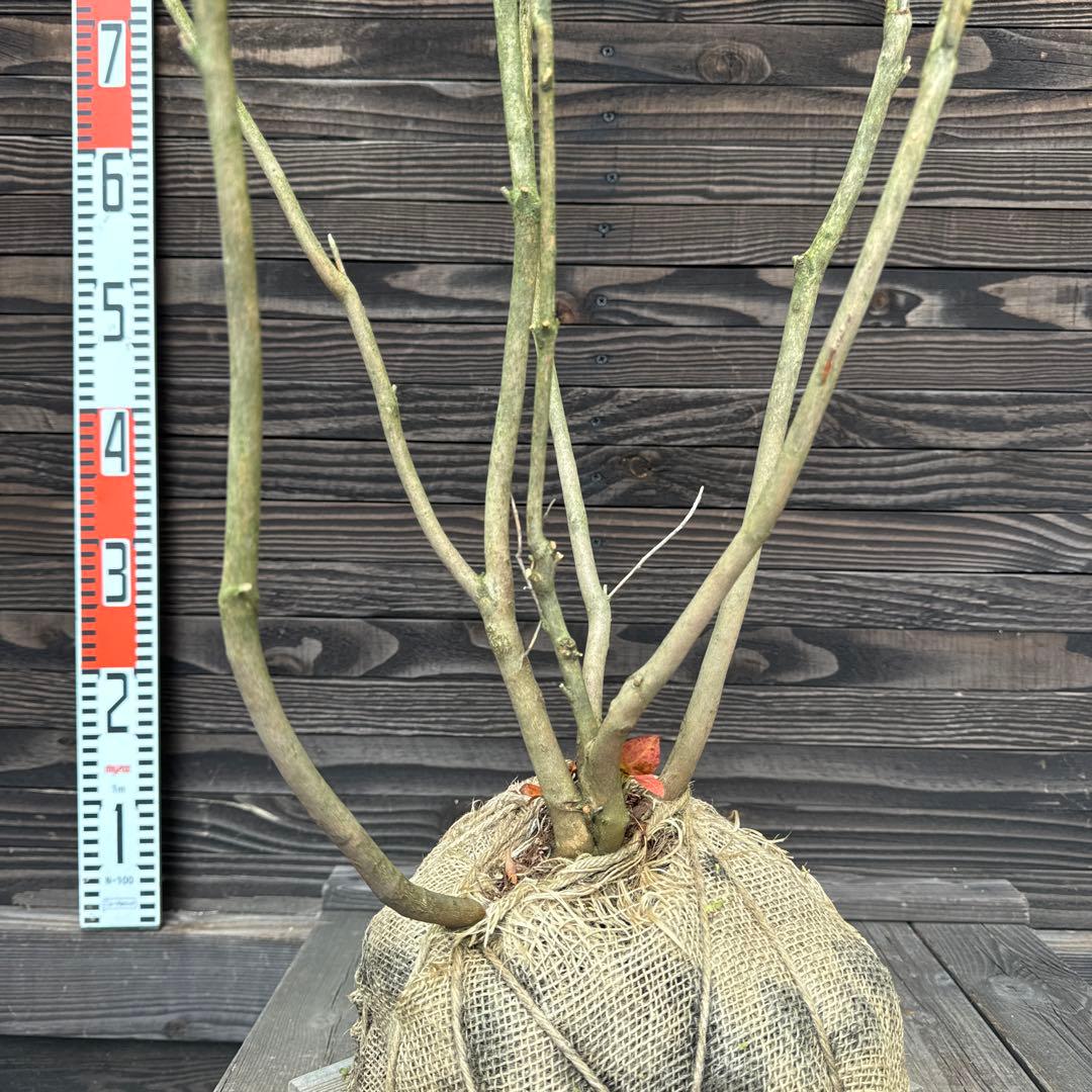 ダイセンミツバツツジ/株立ち【現品発送】管理60337 - メルカリ