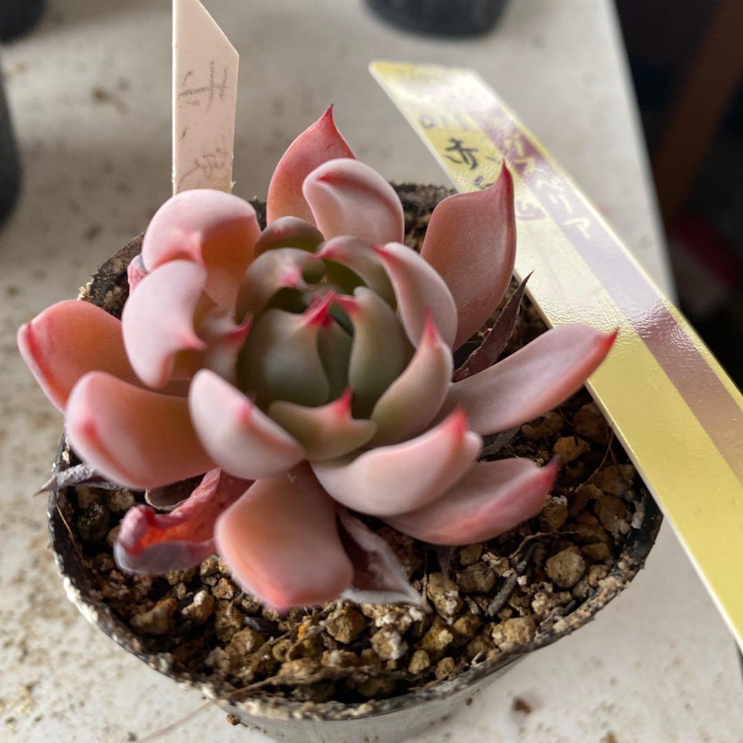 205 多肉植物 赤鬼 ミックスベリア おらいさん抜き苗 - メルカリ