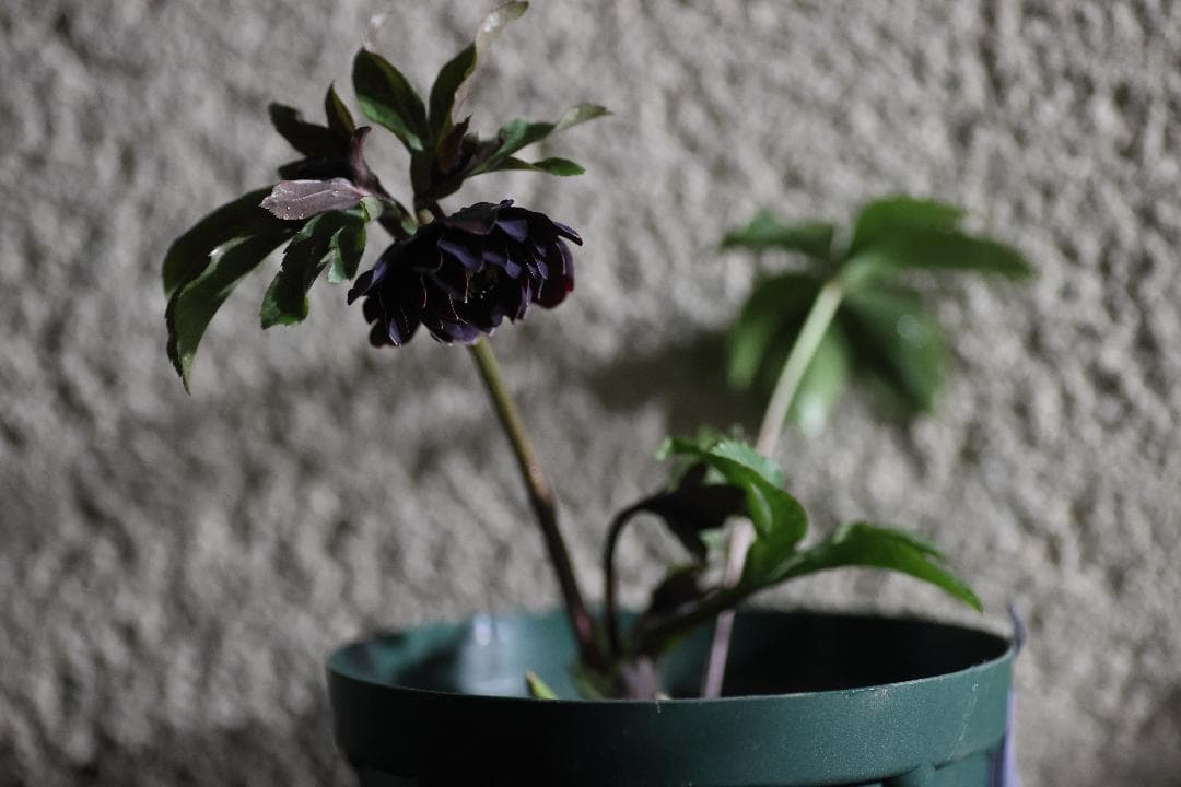 クリスマスローズ 開花株 八咫烏hyb - メルカリ