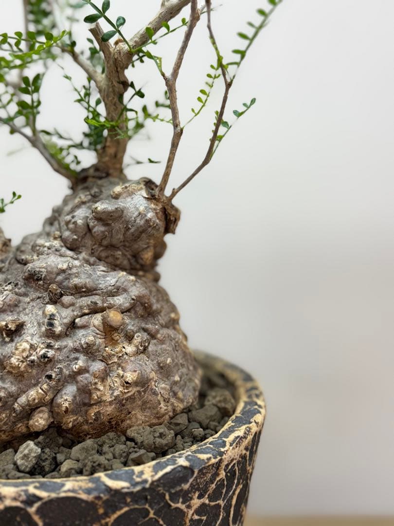 出品終了SALE。丸パキプス【発根済】【ボコ肌】【信楽焼】【作家鉢】