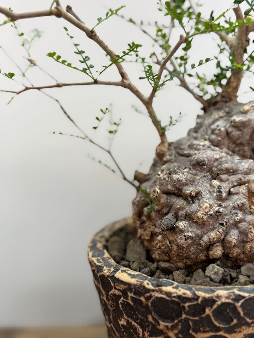 出品終了SALE。丸パキプス【発根済】【ボコ肌】【信楽焼】【作家鉢】