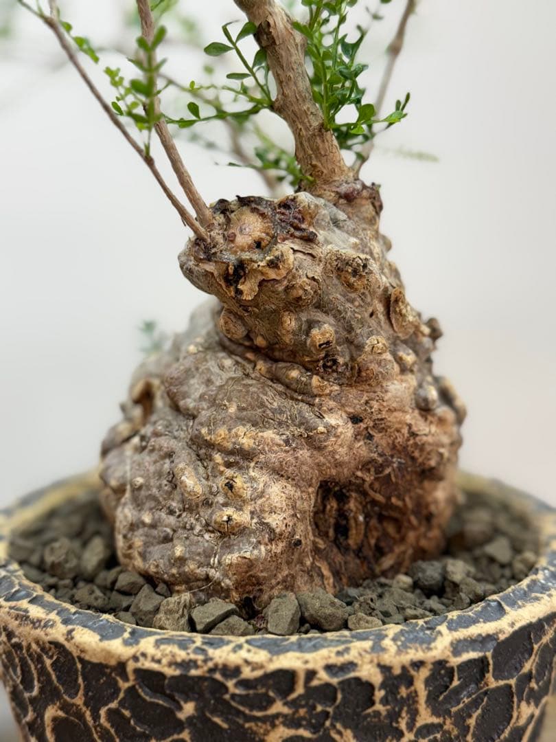 出品終了SALE。丸パキプス【発根済】【ボコ肌】【信楽焼】【作家鉢】