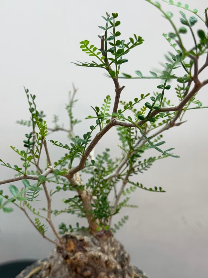 出品終了SALE。丸パキプス【発根済】【ボコ肌】【信楽焼】【作家鉢】