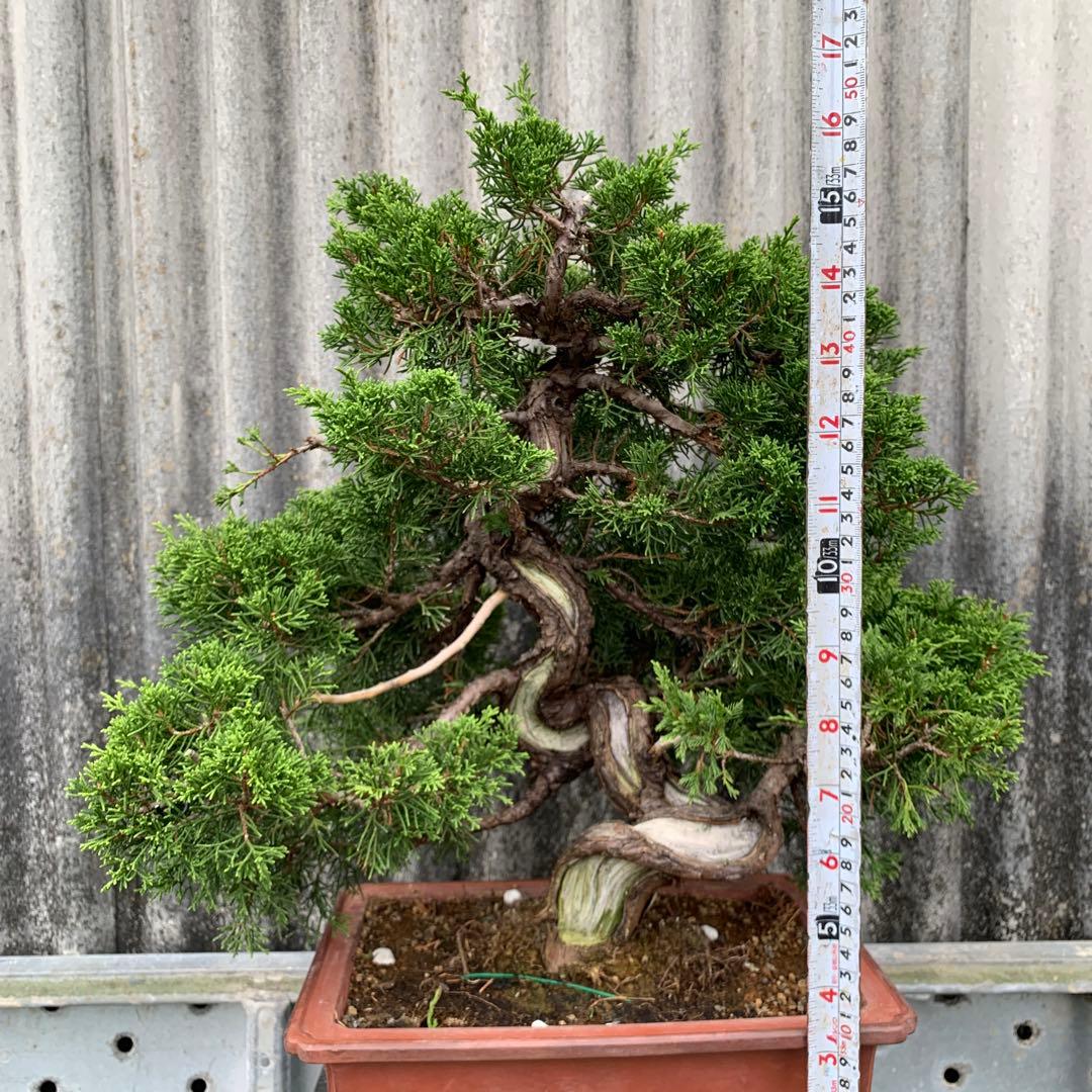 糸魚川真柏　模様木　SSA3