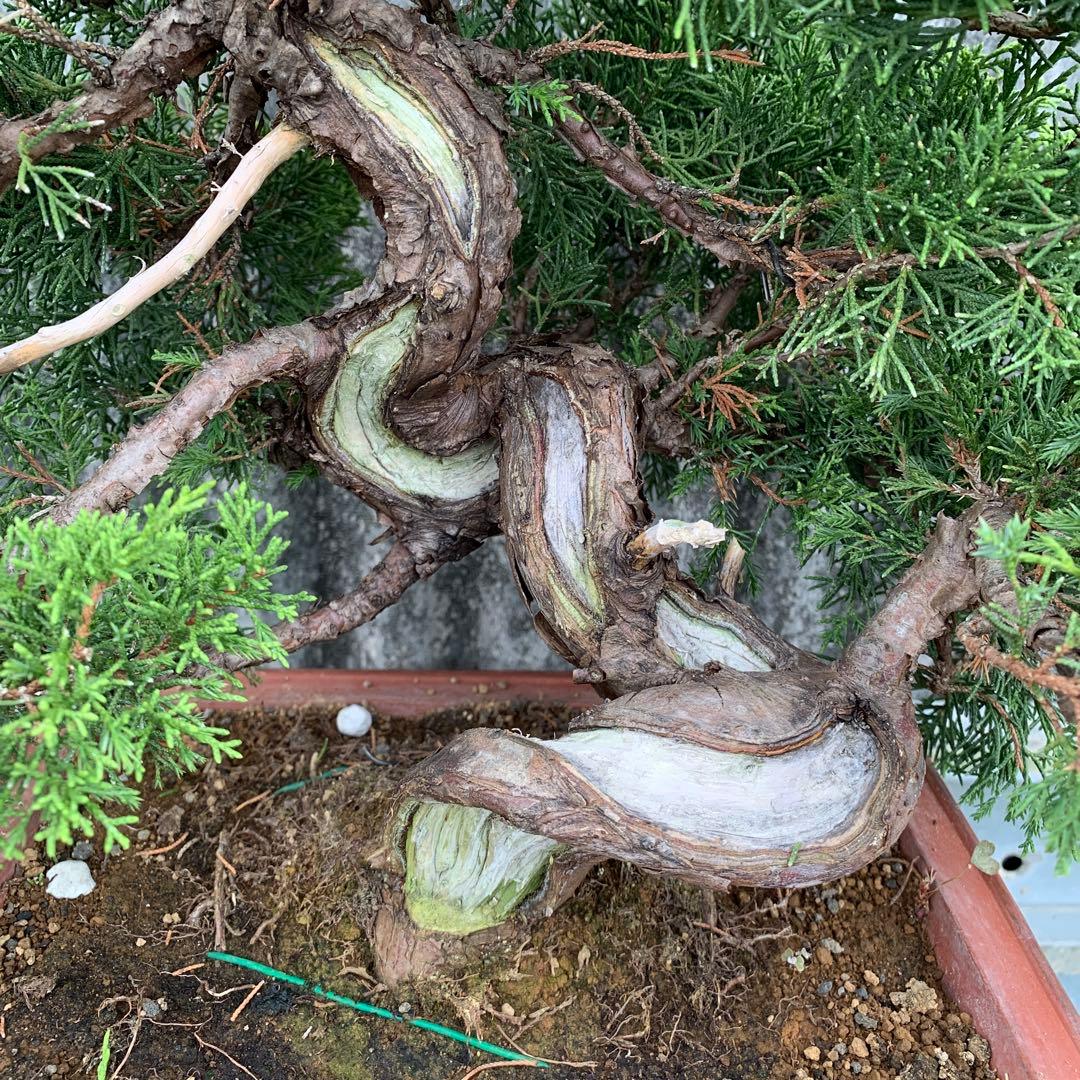 糸魚川真柏　模様木　SSA3