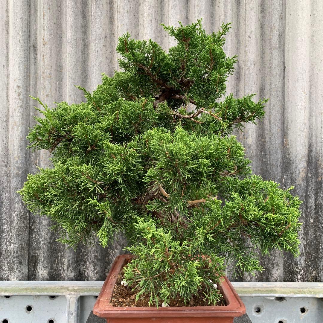 糸魚川真柏　模様木　SSA3