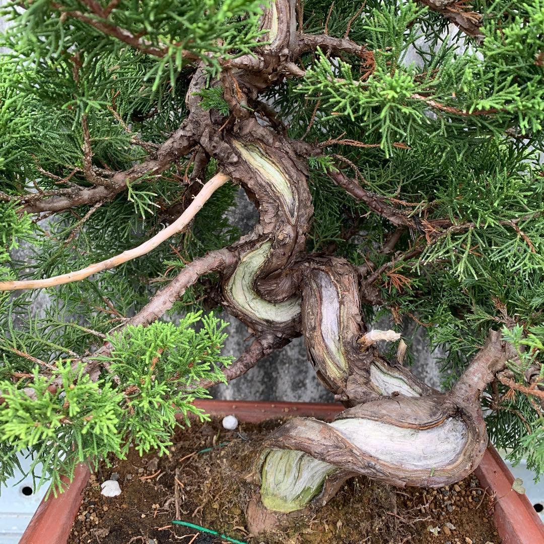 糸魚川真柏　模様木　SSA3