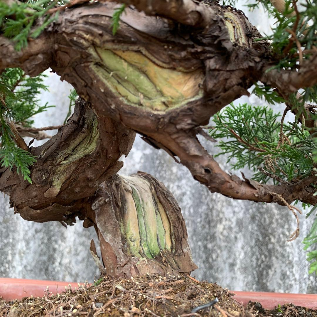 糸魚川真柏　模様木　SSA3