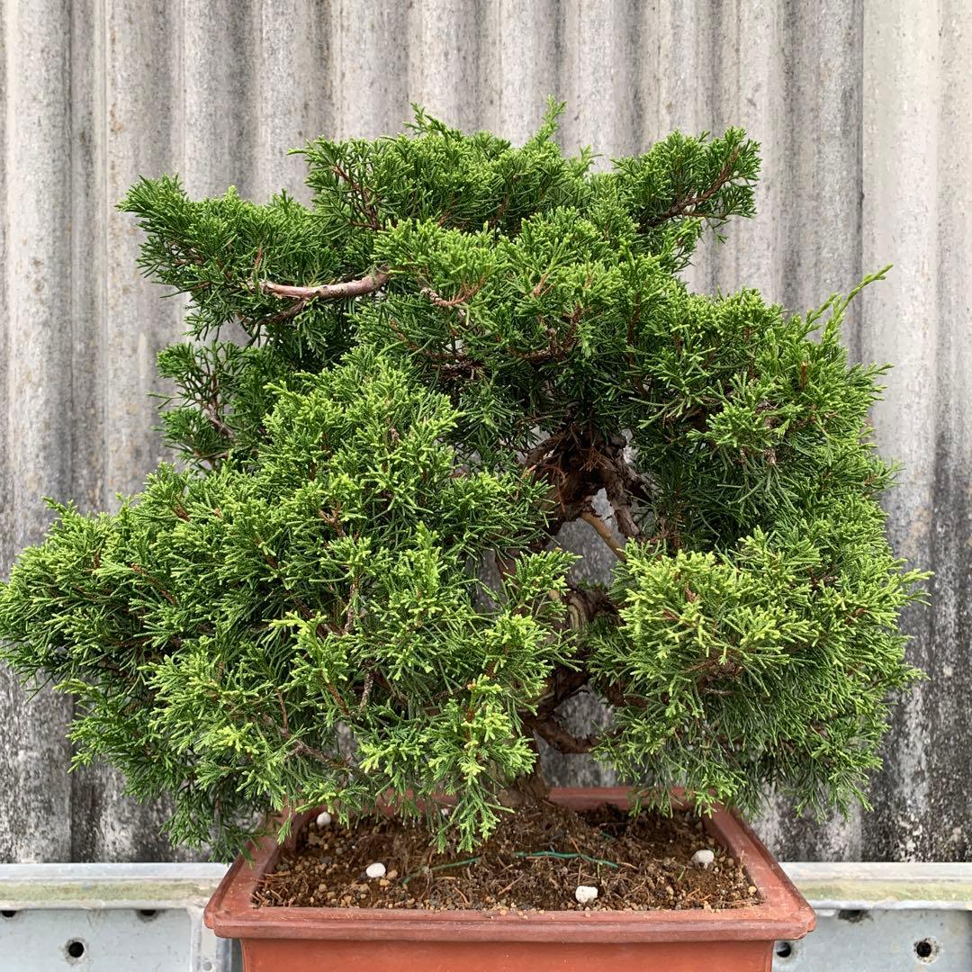 糸魚川真柏　模様木　SSA3