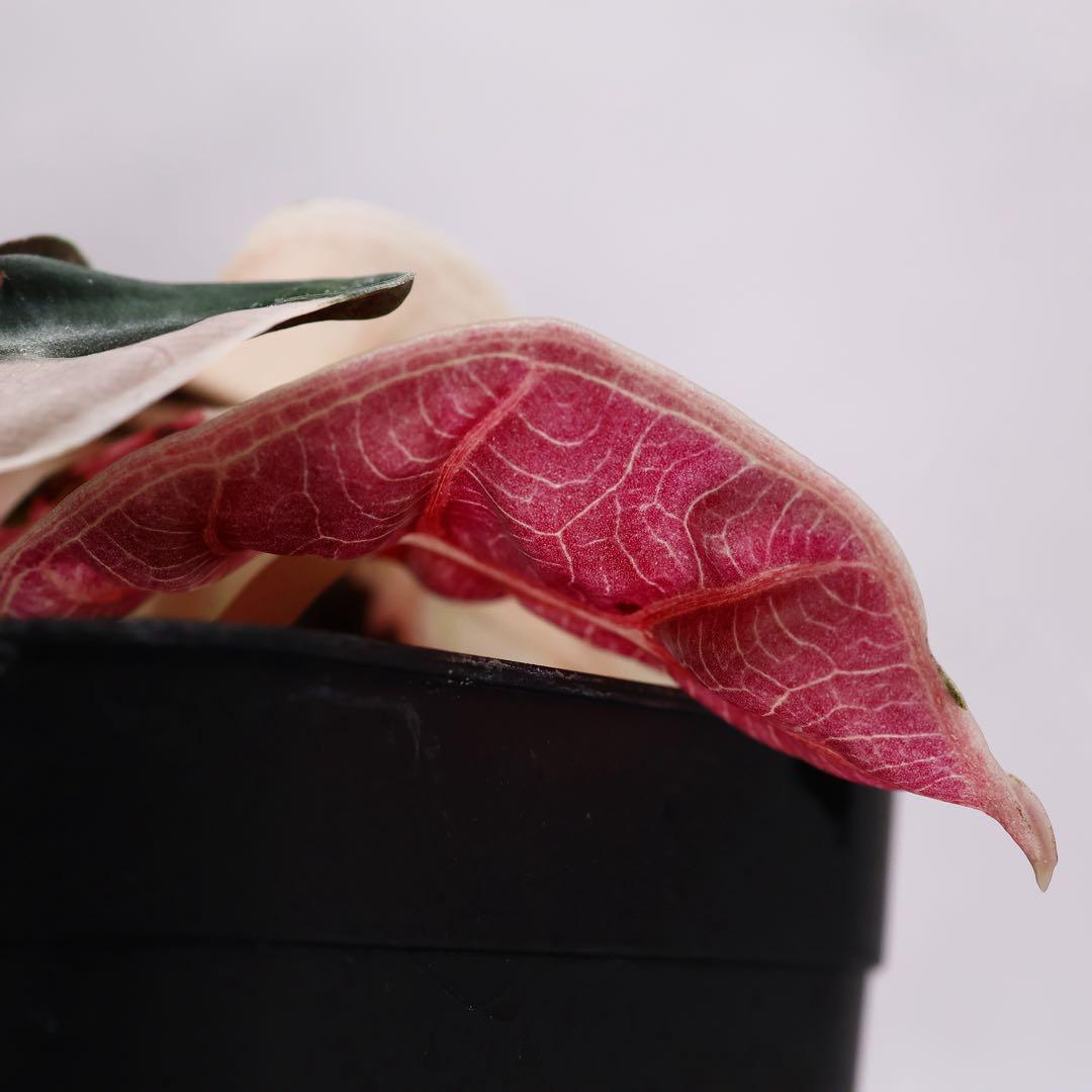 アロカシア ハートバルーン ピンク 斑入り | 激安通販のイーサプライ