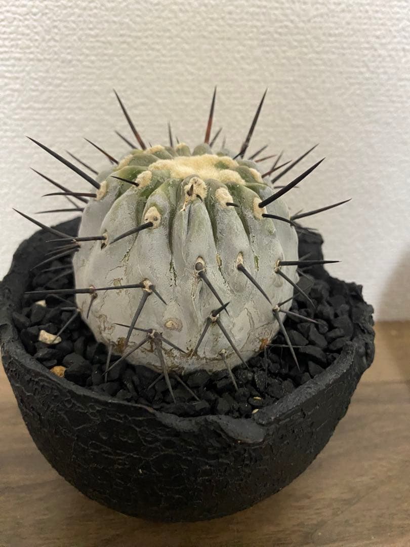 黒王丸　カキコ　コレクション株　厳選　真っ白　シネレア