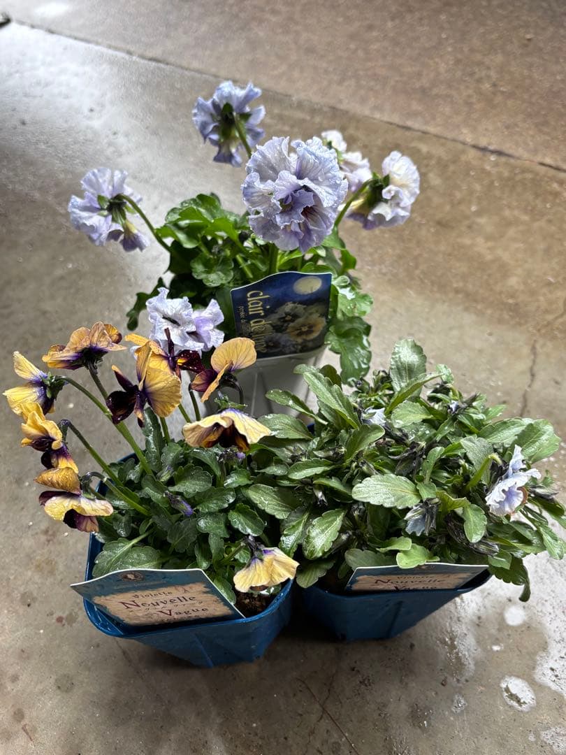 MIYABI✳︎確認用