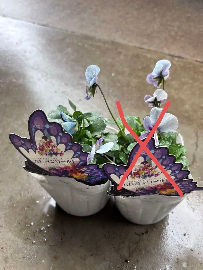 MIYABI✳︎確認用