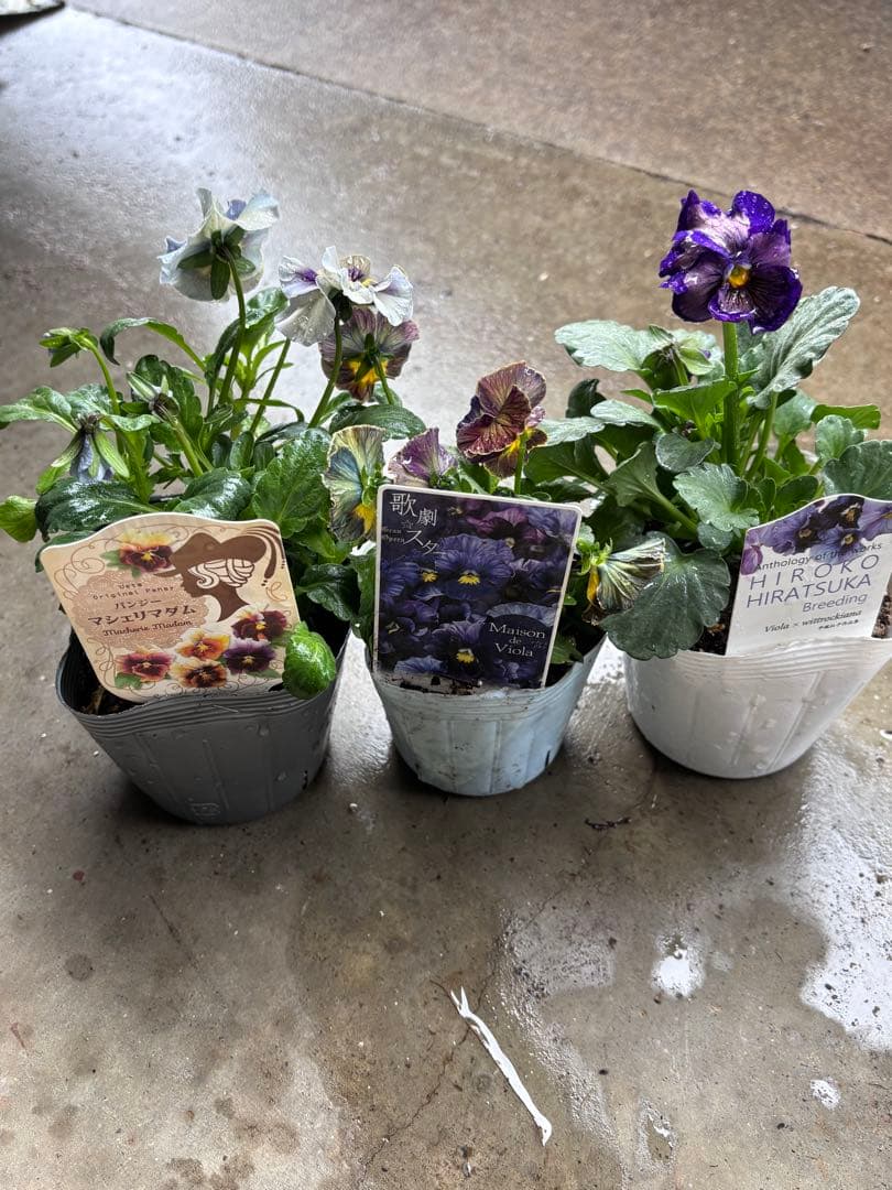 MIYABI✳︎確認用