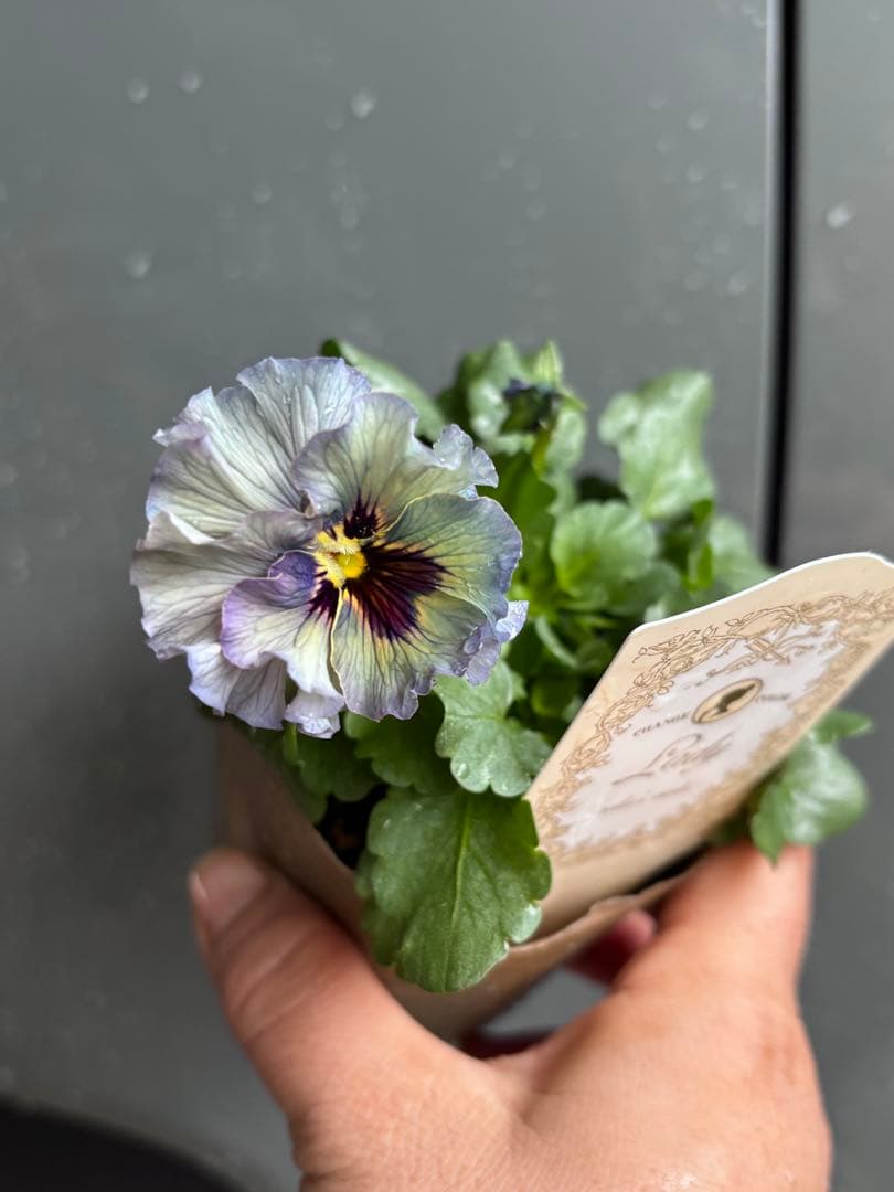 MIYABI✳︎確認用