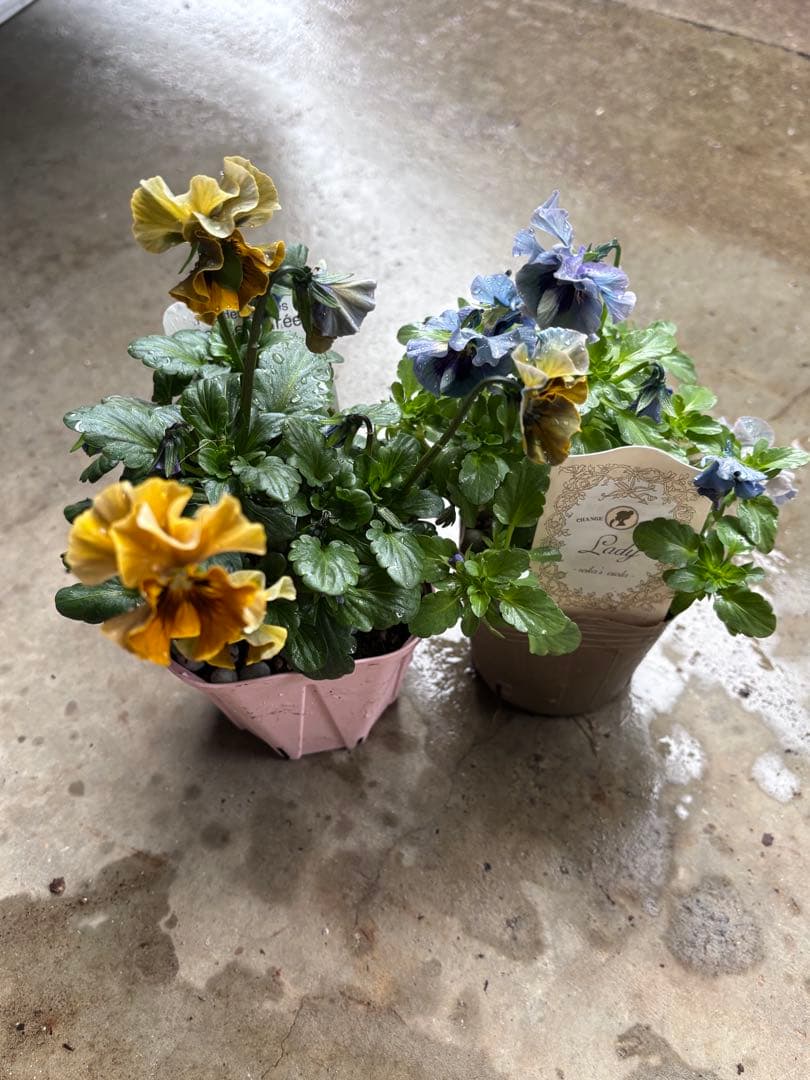 MIYABI✳︎確認用