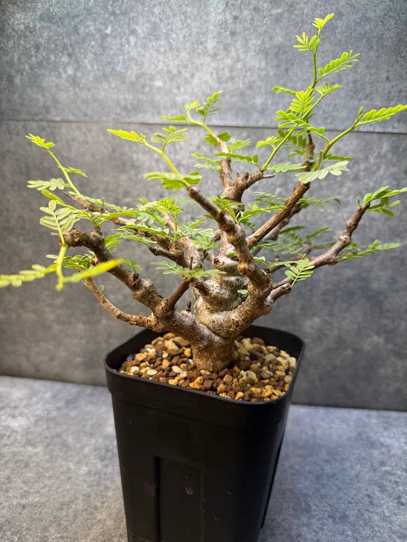 センナ　メリディオナリス　海外実生　発根済み　423