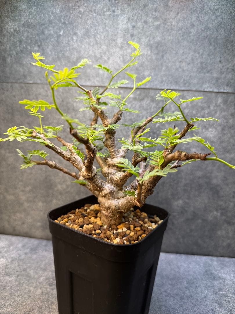 センナ　メリディオナリス　海外実生　発根済み　423