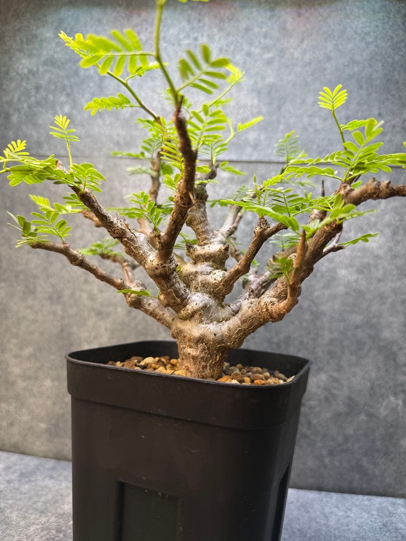 センナ　メリディオナリス　海外実生　発根済み　423