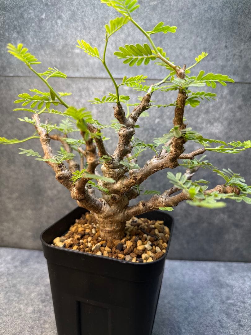 センナ　メリディオナリス　海外実生　発根済み　423