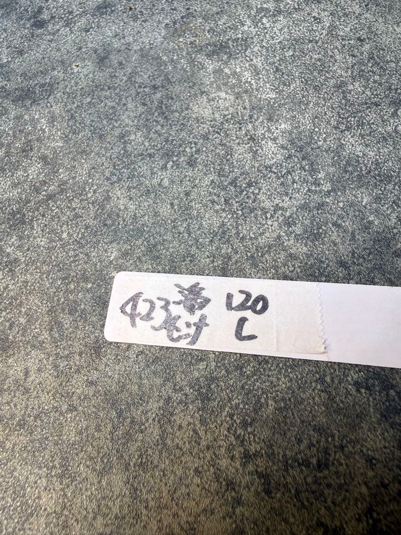 センナ　メリディオナリス　海外実生　発根済み　423