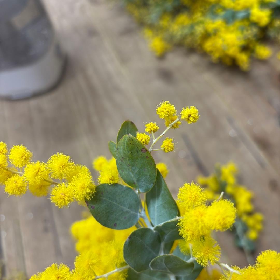 訳あり 千葉県 パールアカシア ミモザ 80サイズ - メルカリ