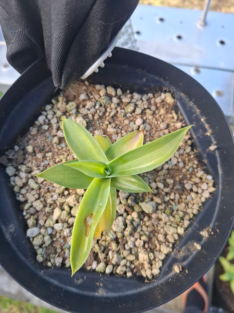 アテナータ　スーパーノヴァ　翡翠盤　アガベ　スーパーノバ