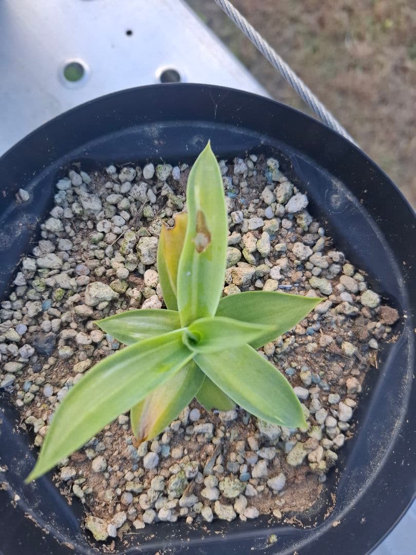 アテナータ　スーパーノヴァ　翡翠盤　アガベ　スーパーノバ