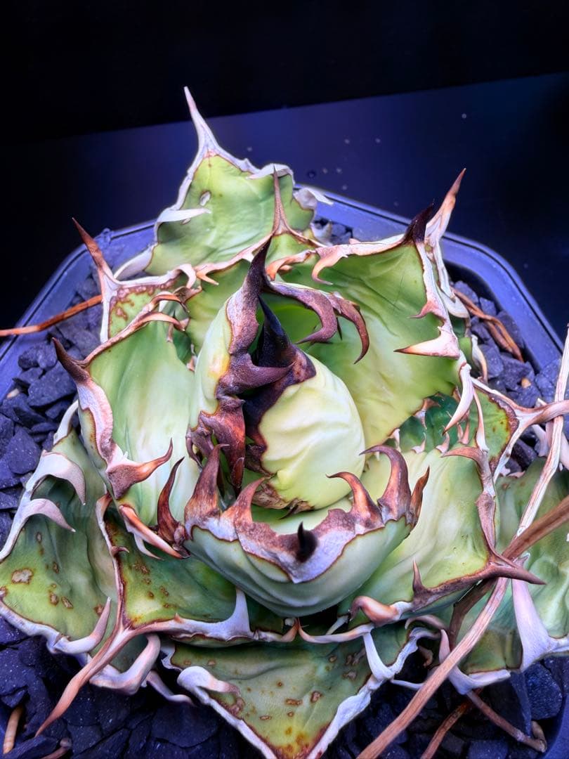 アガベ　オアハカ　オテロイ