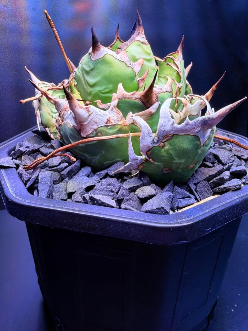 アガベ　オアハカ　オテロイ