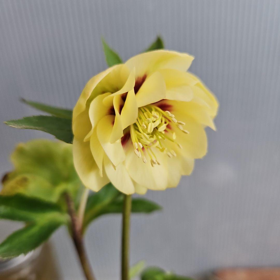 ★チャッピ様ご購入苗㉖-195㉖-294クリスマスローズ