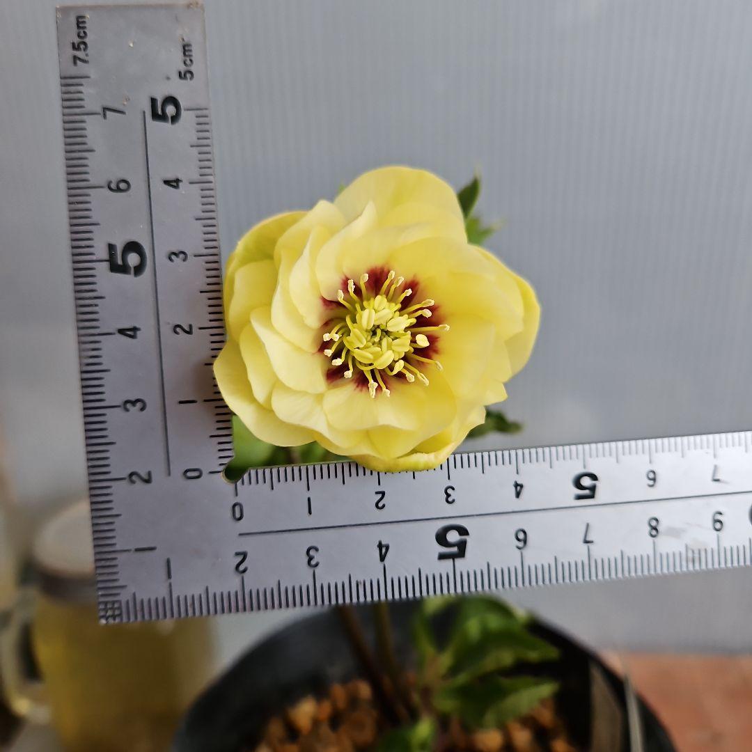 ★チャッピ様ご購入苗㉖-195㉖-294クリスマスローズ