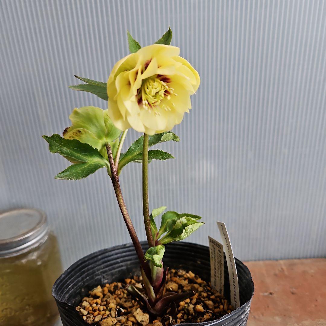 ★チャッピ様ご購入苗㉖-195㉖-294クリスマスローズ