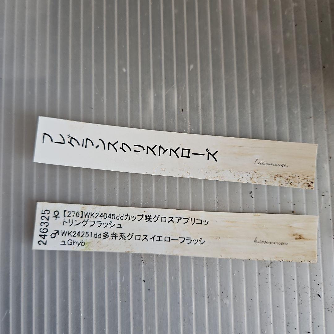 ★チャッピ様ご購入苗㉖-195㉖-294クリスマスローズ