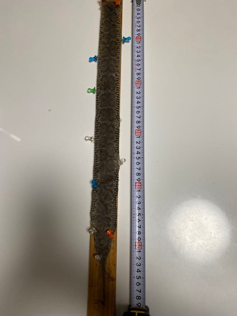 マムシ 皮 革 頭ナシ (観賞用)