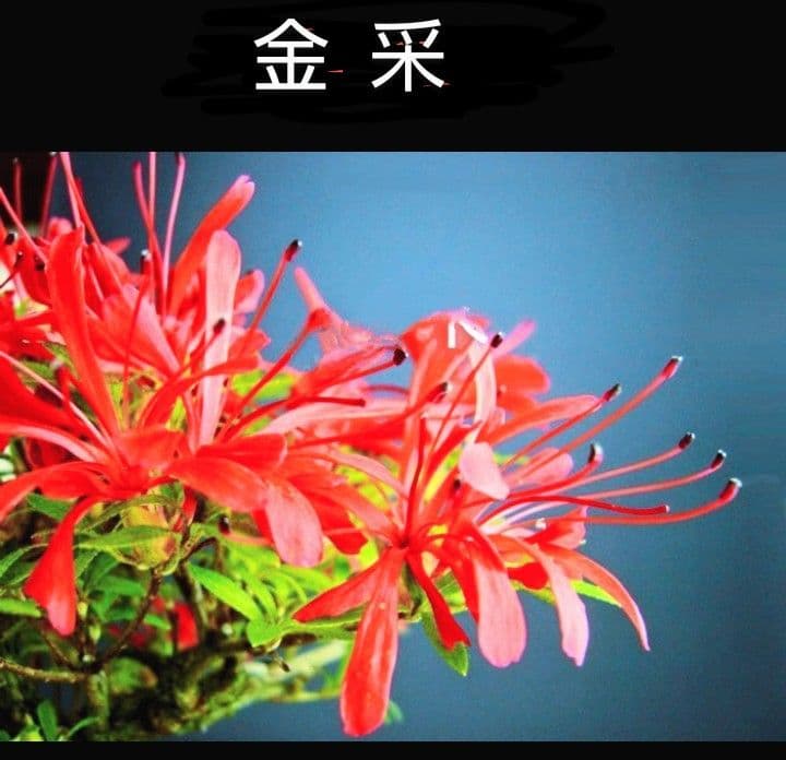 ✦金采 さつき盆栽 皐月盆栽 サツキ盆栽