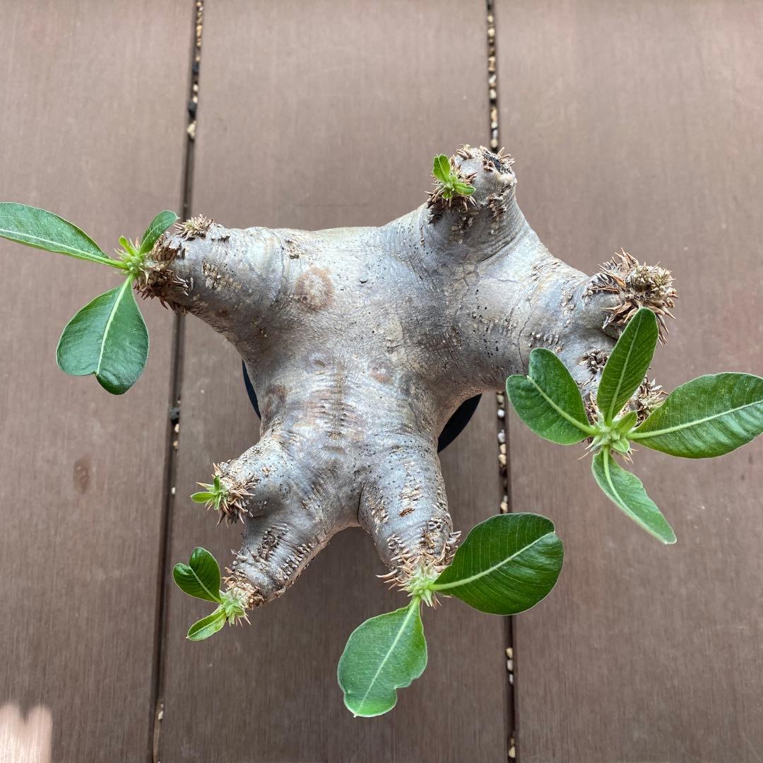 特選株】【長期管理現地球】パキポディウム エニグマティクム - メルカリ