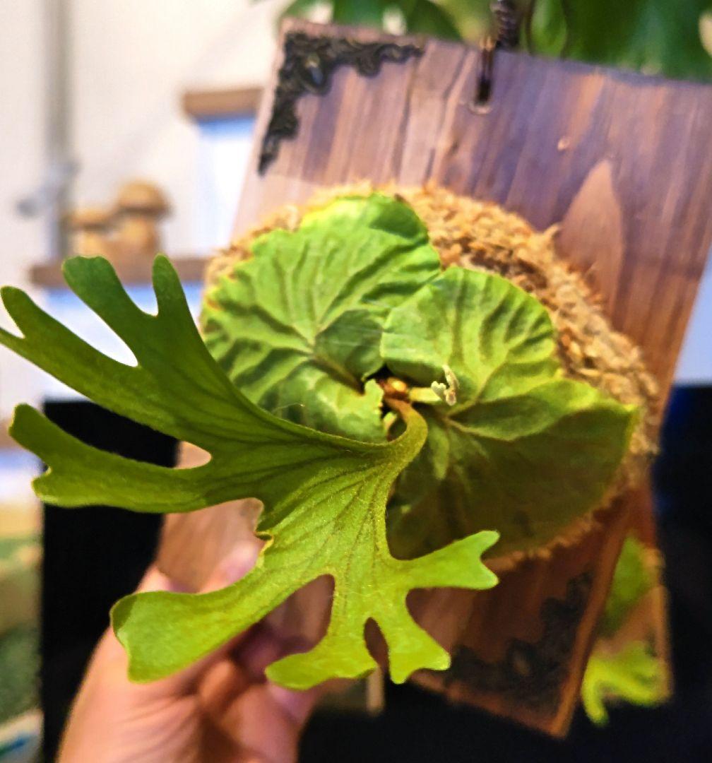 ビカクシダ☆リドレイ 細葉①☆P.ridleyi narrow form☆子株 - メルカリ