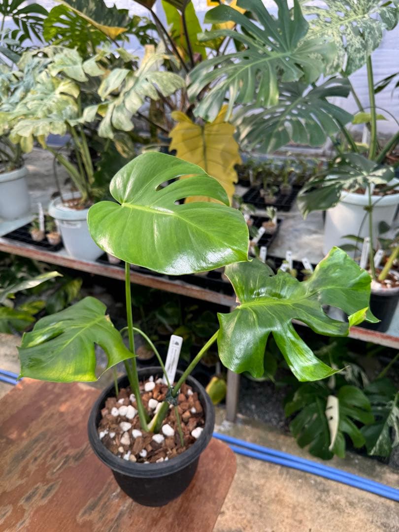 モンステラ　デリシオーサ　抹茶斑入り　グリーンオングリーン　美遺伝子株