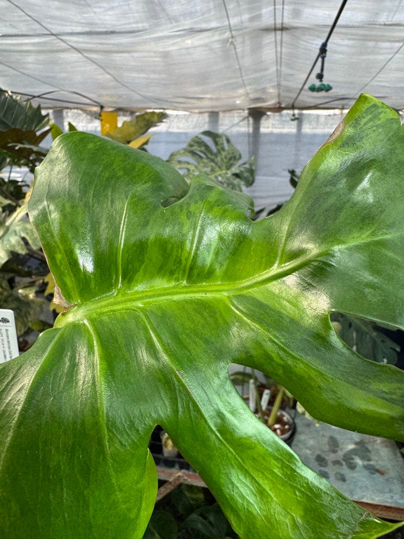 モンステラ　デリシオーサ　抹茶斑入り　グリーンオングリーン　美遺伝子株